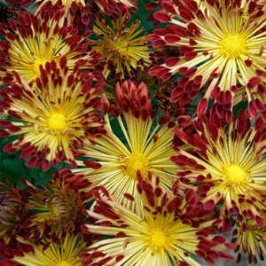  Spoon & Quill Mums